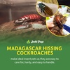 image:imageJoshs Frogs Madagascar Hissing Cockroach FemaleFemale