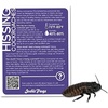image:imageJoshs Frogs Madagascar Hissing Cockroach FemaleMale
