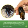 image:imageJoshs Frogs Madagascar Hissing Cockroach FemaleMale