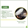 image:imageJoshs Frogs Madagascar Hissing Cockroach FemalePair