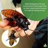 image:imageJoshs Frogs Madagascar Hissing Cockroach FemalePair