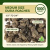 image:imageJoshs Frogs Medium Dubia Roaches Live Feeder for Reptiles 25 Count1 Count Pack of 1000