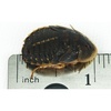 image:imageJoshs Frogs 34  1 Large Dubia Roaches 25 Count1 Count Pack of 500