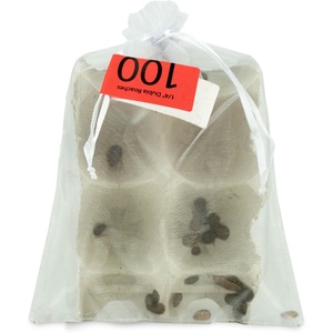 image:imageJoshs Frogs 14  38 Small Dubia Roaches 25 Count1 Count Pack of 100