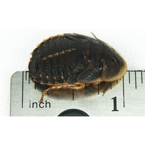 image:imageJoshs Frogs 34  1 Large Dubia Roaches 25 Count1 Count Pack of 1000