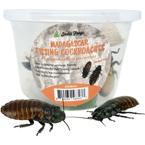 image:imageJoshs Frogs Madagascar Hissing Cockroach FemalePair