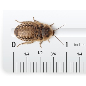 image:imageJoshs Frogs Medium Dubia Roaches Live Feeder for Reptiles 25 Count1 Count Pack of 50