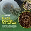 image:imageJoshs Frogs Black Soldier Fly Larvae 50 Count  Medium1 Count Pack of 250