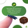 image:imageJoshs Frogs Black Soldier Fly Larvae 50 Count  Medium1 Count Pack of 50