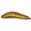image:imageJoshs Frogs Black Soldier Fly Larvae 50 Count  Small1 Count Pack of 50