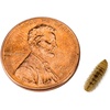 image:imageJoshs Frogs Black Soldier Fly Larvae 50 Count  Small1 Count Pack of 50