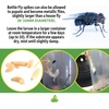 image:imageJoshs Frogs Blue Bottle Fly Spikes Reptile Feeder Insects 50 Count250 Count