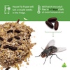 image:imageJoshs Frogs House Fly Pupae 1000 Count1 Count Pack of 1000