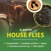image:imageJoshs Frogs House Fly Pupae 1000 Count1 Count Pack of 250
