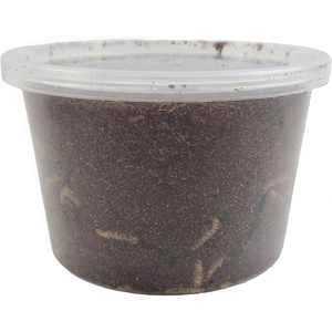 image:imageJoshs Frogs Black Soldier Fly Larvae 50 Count  Large1 Count Pack of 1000