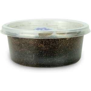 image:imageJoshs Frogs Black Soldier Fly Larvae 50 Count  Large250 Count Pack of 1