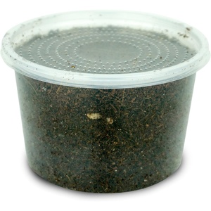image:imageJoshs Frogs Black Soldier Fly Larvae 50 Count  Medium1 Count Pack of 1000