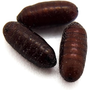 image:imageJoshs Frogs House Fly Pupae 1000 Count1 Count Pack of 250
