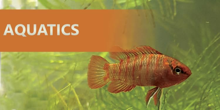 Josh’s Frogs | Bioactive Vivarium & Amphibian Supplies,Build Your Own Tropical Ecosystem at Home