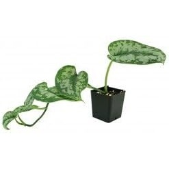 image:imageScindapsus pictus Silver Pothos25 Pot