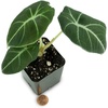 image:imageAlocasia reginula Black Velvet