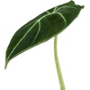 image:imageAlocasia reginula Black Velvet
