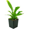 image:imageAsplenium nidus Birds Nest FernBirds Nest