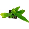 image:imageAsplenium nidus Birds Nest FernBirds Nest