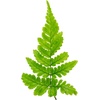 image:imageAsplenium nidus Birds Nest FernBrilliance