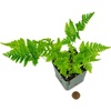 image:imageAsplenium nidus Birds Nest FernBrilliance
