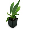 image:imageAsplenium nidus Birds Nest FernLemoinei