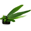 image:imageAsplenium nidus Birds Nest FernLemoinei