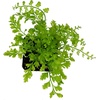 image:imageAsplenium nidus Birds Nest FernMother