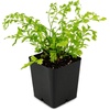 image:imageAsplenium nidus Birds Nest FernMother