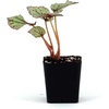 image:imageBegonia Hugh McLaughlan