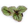 image:imageBegonia Hugh McLaughlan