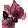 image:imageBegonia Red Kiss