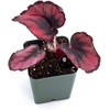 image:imageBegonia Red Kiss
