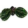 image:imageCalathea Medallion