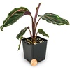 image:imageCalathea Medallion
