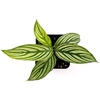 image:imageCalathea elliptica Vittata