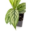 image:imageCalathea elliptica Vittata