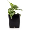 image:imageCalathea elliptica Vittata