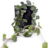 image:imageCeropegia woodii String of Hearts