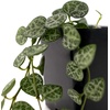 image:imageCeropegia woodii String of Hearts