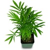 image:imageChamaedorea elegans  Neanthe Bella Parlor Palm25 Pot