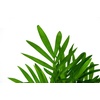 image:imageChamaedorea elegans  Neanthe Bella Parlor Palm25 Pot
