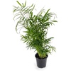 image:imageChamaedorea elegans  Neanthe Bella Parlor Palm4 Pot