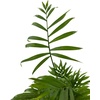 image:imageChamaedorea elegans  Neanthe Bella Parlor Palm4 Pot
