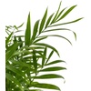 image:imageChamaedorea elegans  Neanthe Bella Parlor Palm4 Pot